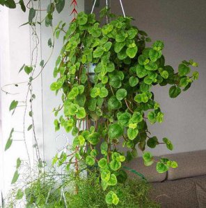 草莓吊兰的饲养方式和常见问题 《草莓吊兰养护方法与常见问题》