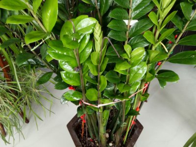 如何?；そ鹎靼踩?《金钱树安全过冬的?；し椒ā?/></i><h2>如何?；そ鹎靼踩?《金钱树安全过冬的?；し椒ā?/h2><p>今天介绍家庭养花金钱树的经验，如何?；そ鹎靼踩?，接下来带大家一起了解。由于金钱树自身肉质多水份，所以相对不耐寒，如何?；そ鹎靼踩?/p></a></li>
            <li><a href=