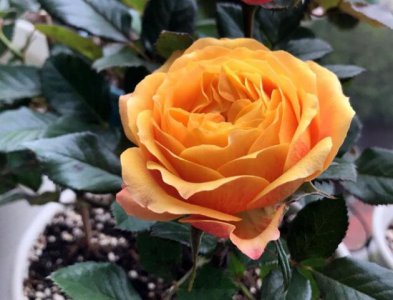 月季花永远的喀麦隆介绍 永远的喀麦隆图片大全