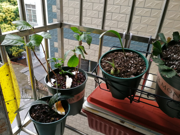 朝北阳台适合种什么植物