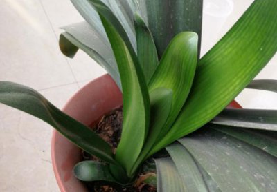 君子兰长侧芽影响开花吗 君子兰长侧芽会影响开花吗？