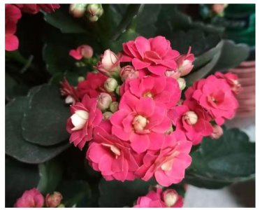 花卉用了磷酸二氢钾不开花 4个原因要学好自纠自查