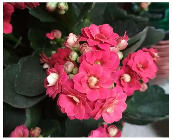 花卉用了磷酸二氢钾不开花