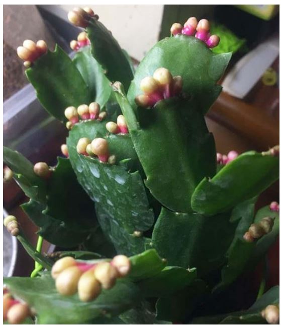 花卉用了磷酸二氢钾不开花