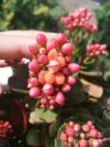 长寿花不开花疯长叶子的原因 《长寿花只长叶不开花的缘由》