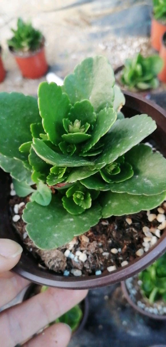 长寿花不开花疯长叶子的原因