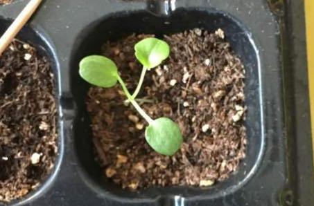 三色堇从发芽到开花是多久