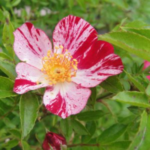 月季花花风火介绍 花风火图片