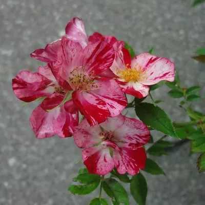 花风火图片二