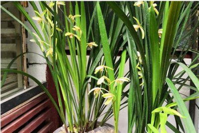 兰花何时开花？是哪个季节？ 兰花在什么季节的什么时候开花