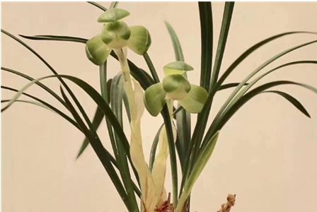 兰花在什么季节的什么时候开花