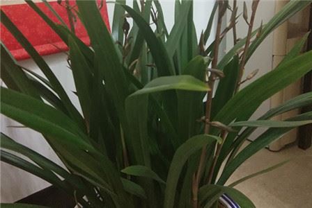 兰花在什么季节的什么时候开花
