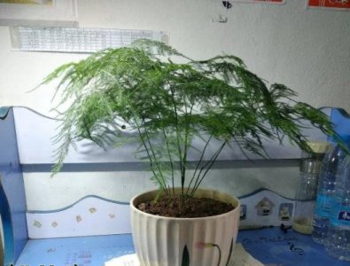 《文竹何时发新芽？》 文竹发新芽在哪个季节