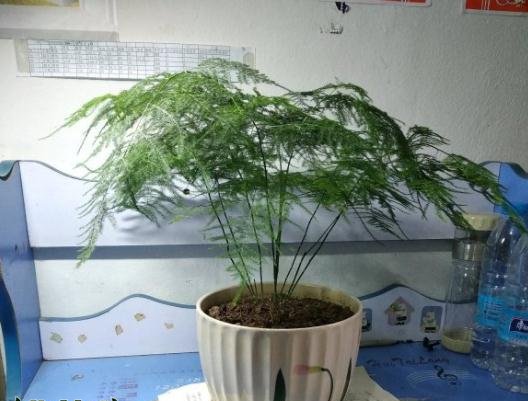 文竹发新芽在哪个季节