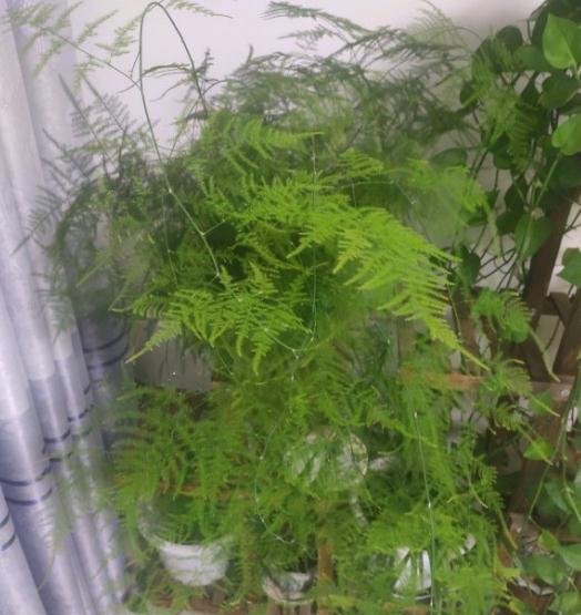 文竹发新芽在哪个季节