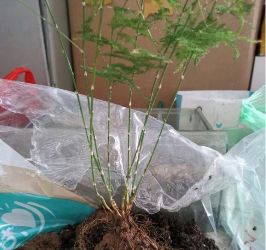 文竹发新芽在哪个季节