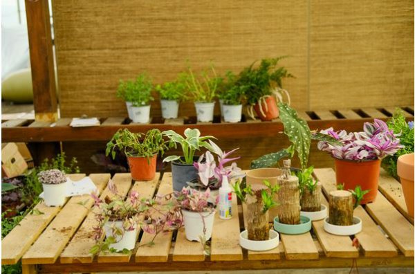 上海市适合养什么花
