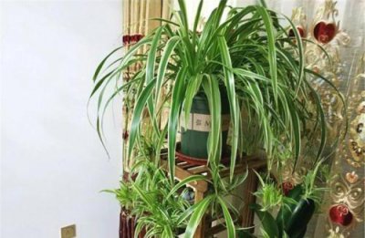 吊兰的繁殖方式 《吊兰繁殖方法》