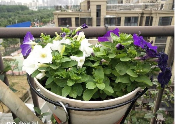 矮牵牛用深盆还是浅盆