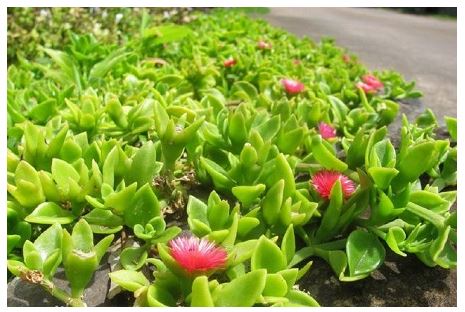怎么使牡丹吊兰多开花