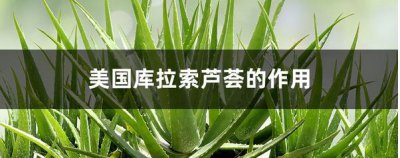 英国库拉索芦荟的功效 有什么功效