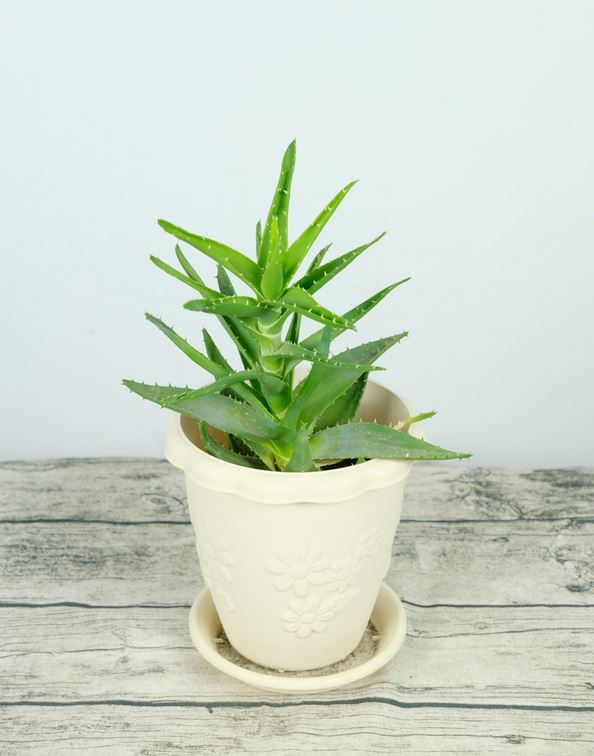 英国库拉索芦荟的功效