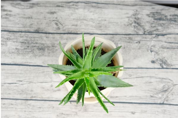 英国库拉索芦荟的功效