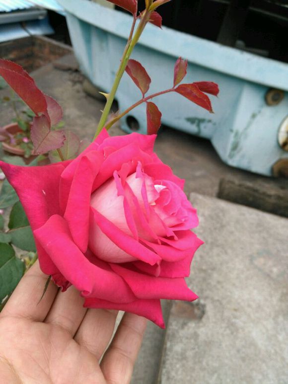 莫妮卡贝鲁奇图片三