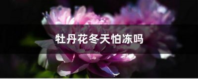 牡丹花冬季怕冻吗 牡丹花冬天怕冻不？