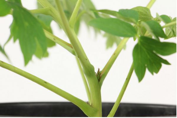 牡丹花冬季怕冻吗