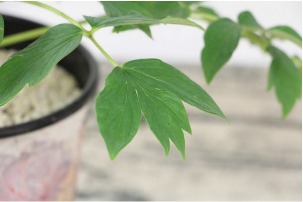 牡丹花冬季怕冻吗