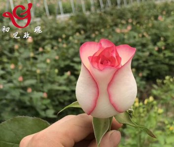 艾莎月季优缺点讲解 艾莎月季优缺点图片欣赏
