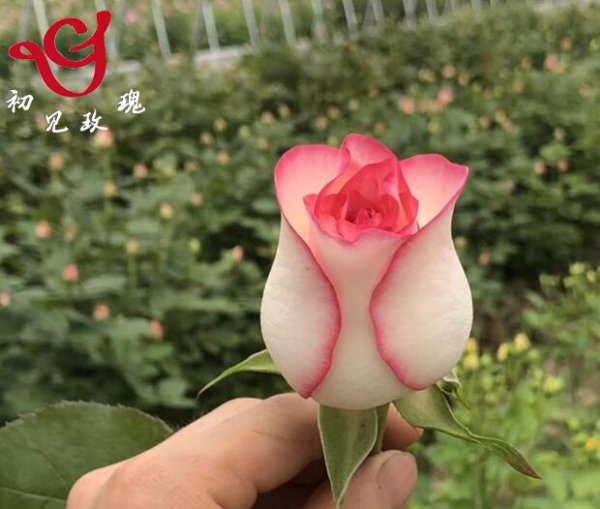 艾莎月季优缺点图片一