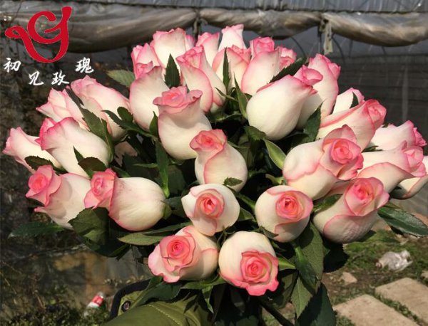 艾莎月季优缺点图片二
