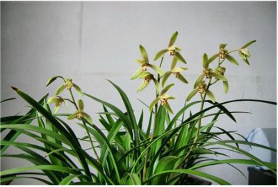 兰花草与兰花有何区别？ 兰花草和兰花的区别在哪儿