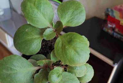 长寿花叶子变软变薄的原因 《长寿花叶片变软变薄缘由》