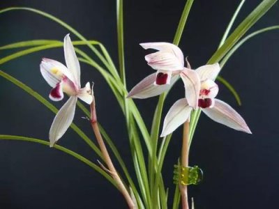 兰花繁育方式 《兰花繁殖方法》