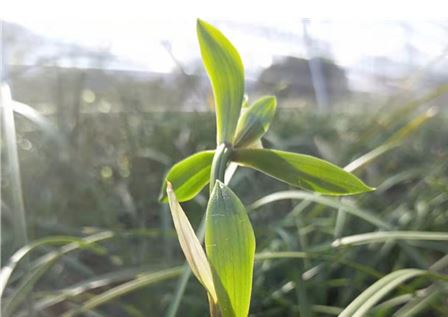 兰花栽种后怎么知道服盆