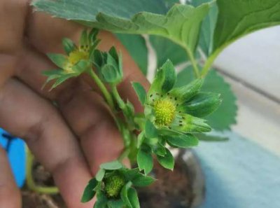 章姬是四季草莓还是单季草莓 章姬草莓是四季的还是单季的？