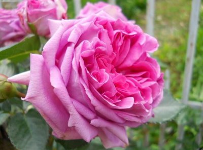月季花伯纳黛特介绍 伯纳黛特图片欣赏