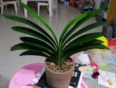 君子兰几月施磷酸二氢钾 几月给君子兰施磷酸二氢钾