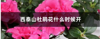 西泰山杜鹃花什么时候开 西泰山杜鹃花花期是何时？