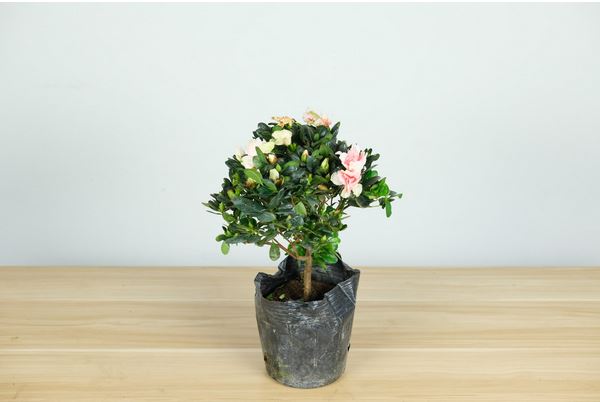 西泰山杜鹃花什么时候开