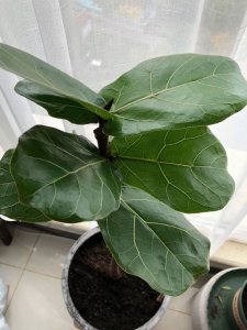 琴叶榕用硫酸亚铁还是磷酸二氢钾 琴叶榕该用硫酸亚铁还是磷酸二氢钾？