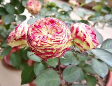 月季花加纳绒球介绍 加纳绒球图片