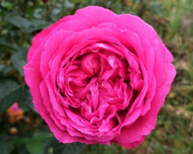 月季伊芙日出介绍 伊芙日出图片大全