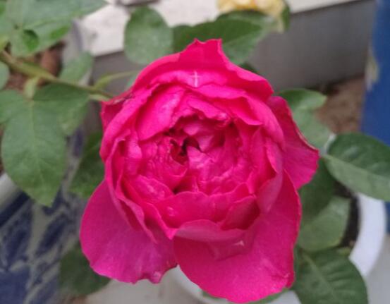 伊芙日出图片二