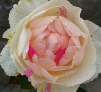 月季花伊芙 钱特玛丽讲解 伊芙 钱特玛丽图片欣赏