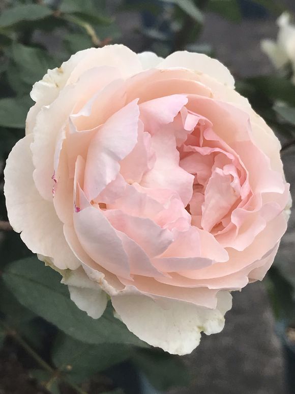 伊芙 钱特玛丽图片二