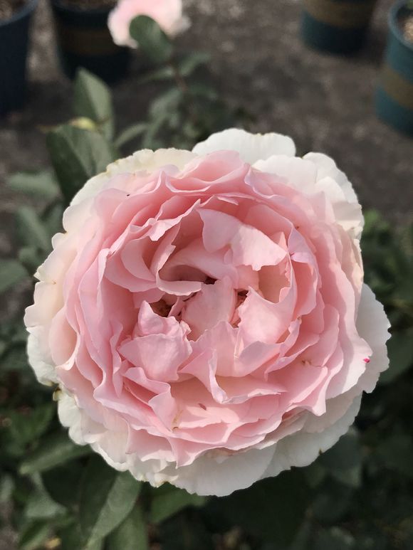 伊芙 钱特玛丽图片三